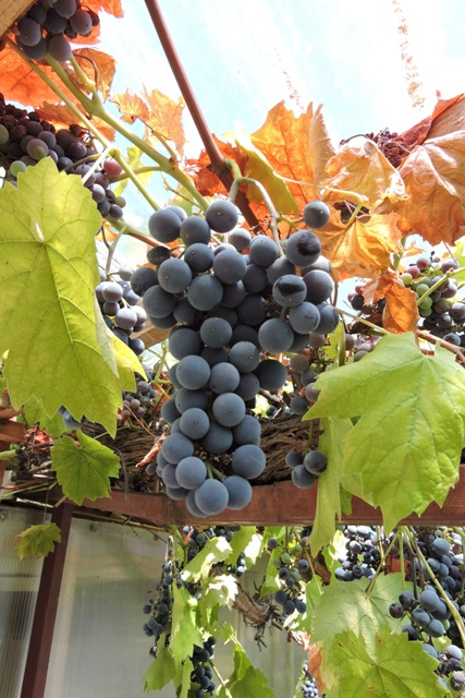My grapes ready for picking